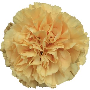 Срезанные цветы оптом Dianthus st gold от 80шт из Голландии с доставкой по России