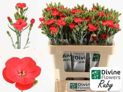 Срезанные цветы оптом Dianthus sp solomio ruby от 60шт из Голландии с доставкой по России