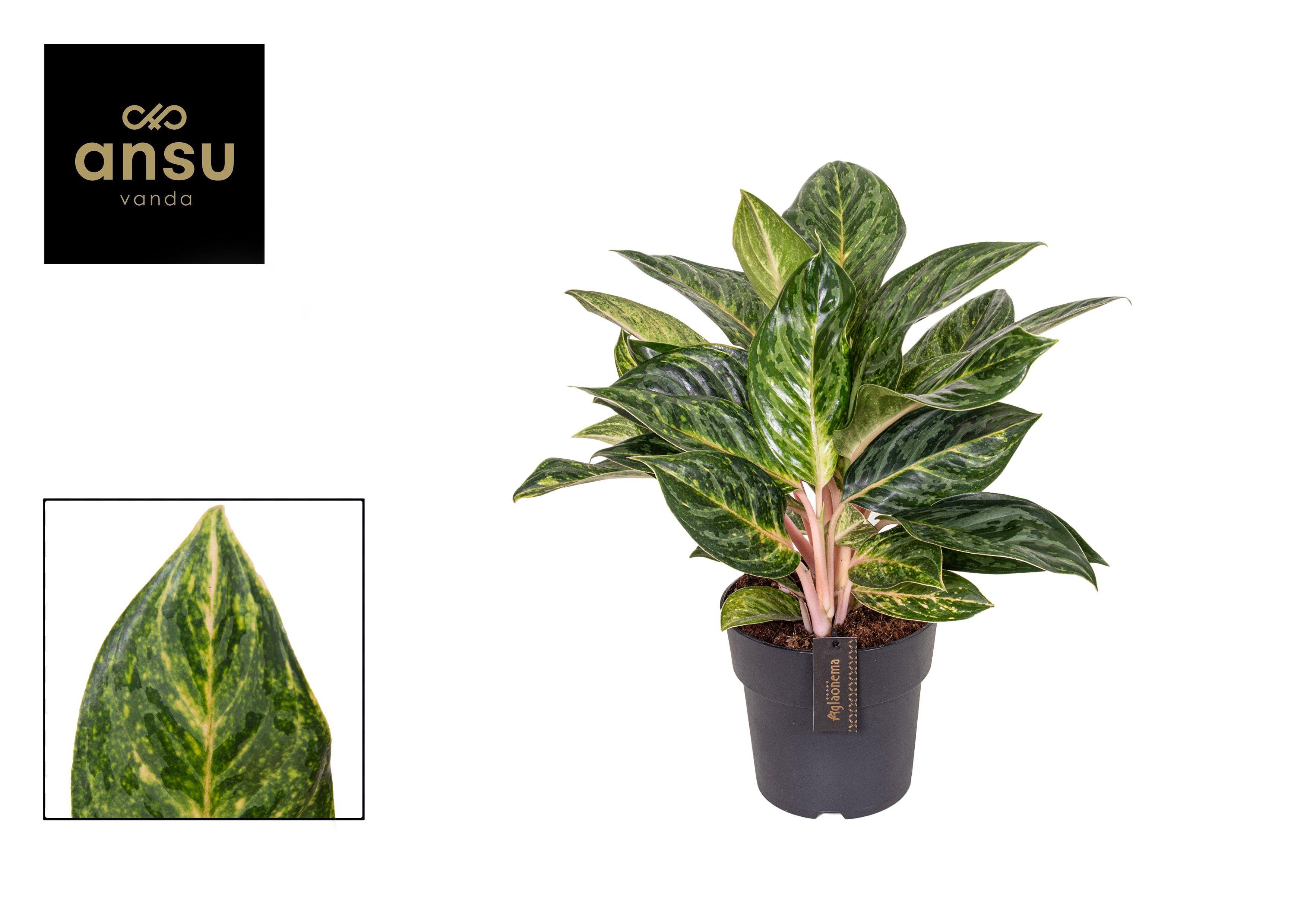 Горшечные цветы и растения оптом Aglaonema Peach Pearl от 3шт из Голландии с доставкой по России