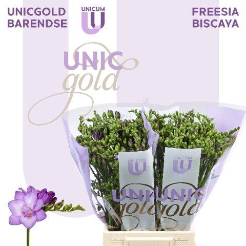 Срезанные цветы оптом Freesia do biscaya от 50шт из Голландии с доставкой по России