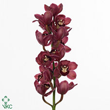 Срезанные цветы оптом Cymbidium red rotorua от 6шт. из Голландии с доставкой по России