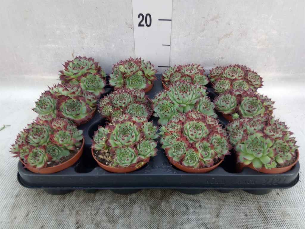 Горшечные цветы и растения оптом Sempervivum Tectorum от 12шт из Голландии с доставкой по России