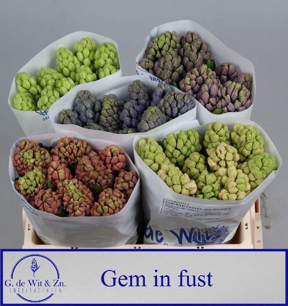 Срезанные цветы оптом Hyacinthus mix in bucket от 50шт из Голландии с доставкой по России