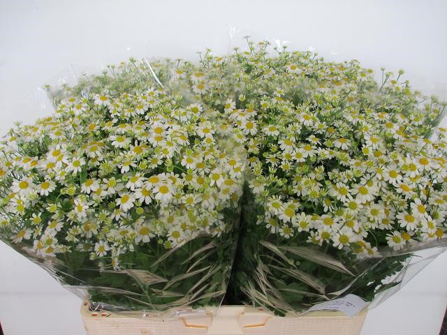 Срезанные цветы оптом Matricaria single vegmo (camille) от 100шт. из Голландии с доставкой по России
