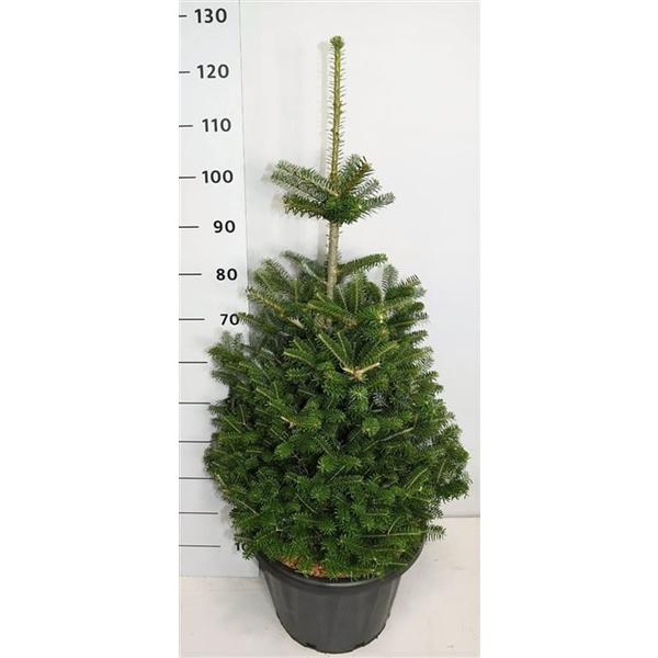 Горшечные цветы и растения оптом Abies Koreana от 1шт из Голландии с доставкой по России