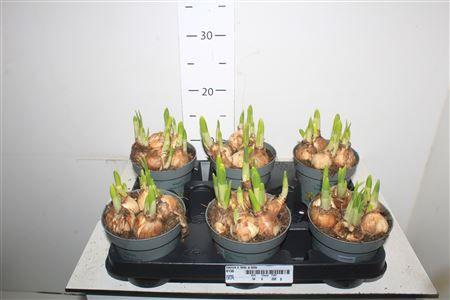 Горшечные цветы и растения оптом Narcis C Tete A Tete от 6шт из Голландии с доставкой по России Горшечные цветы и растения оптом Narcis C Tete A Tete от 6шт из Голландии с доставкой по России