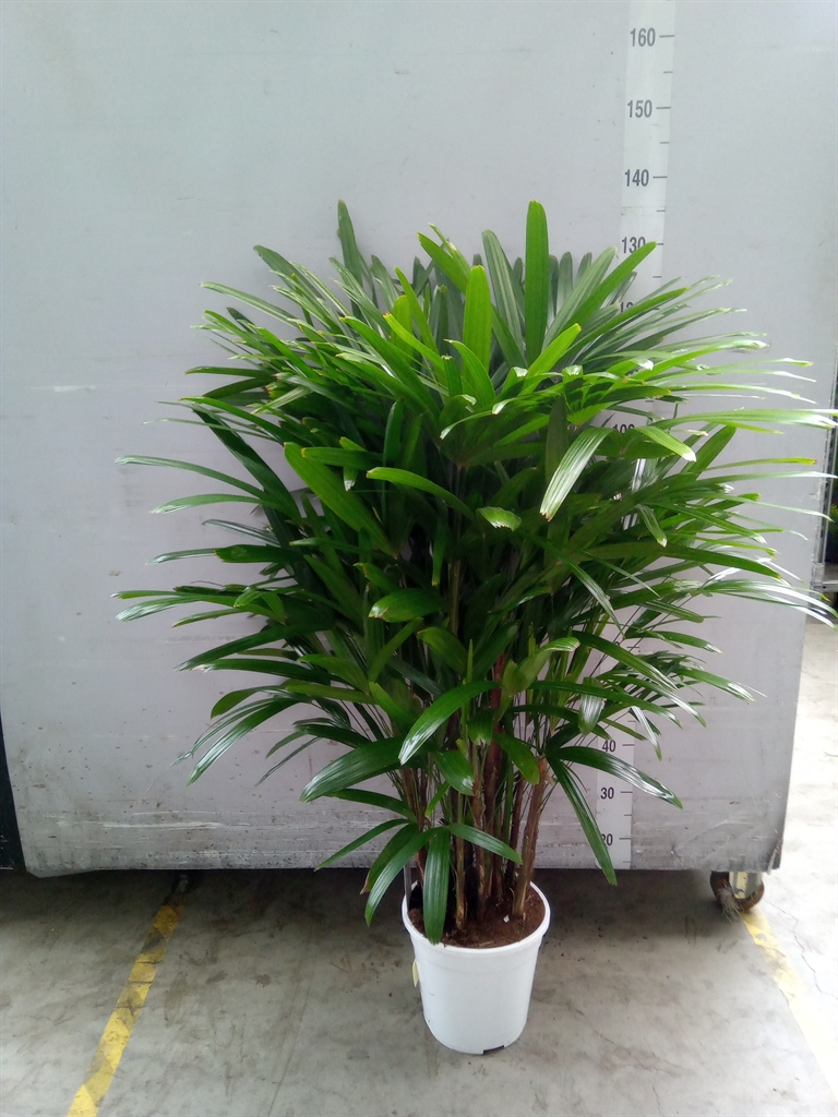 Горшечные цветы и растения оптом Rhapis Excelsa от 1шт из Голландии с доставкой по России