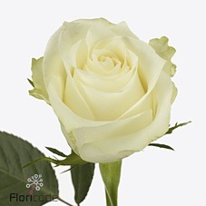 Срезанные цветы оптом Rosa large albatros от 60шт из Голландии с доставкой по России