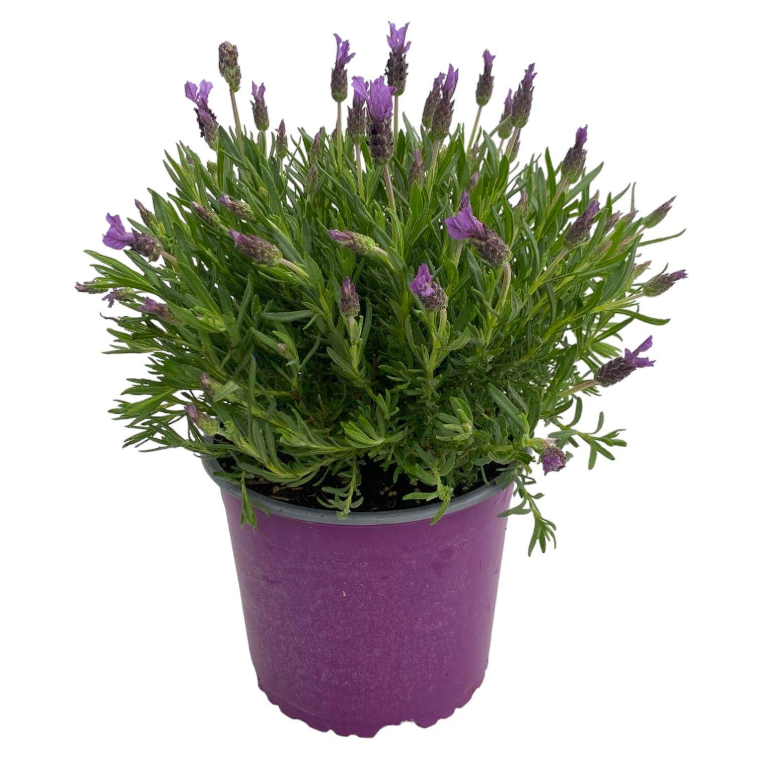 Горшечные цветы и растения оптом Lavandula Stoechas от 1шт из Голландии с доставкой по России
