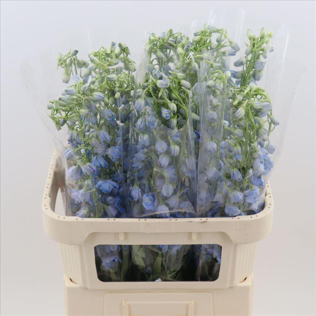 Срезанные цветы оптом Delphinium en sky waltz от 60шт из Голландии с доставкой по России