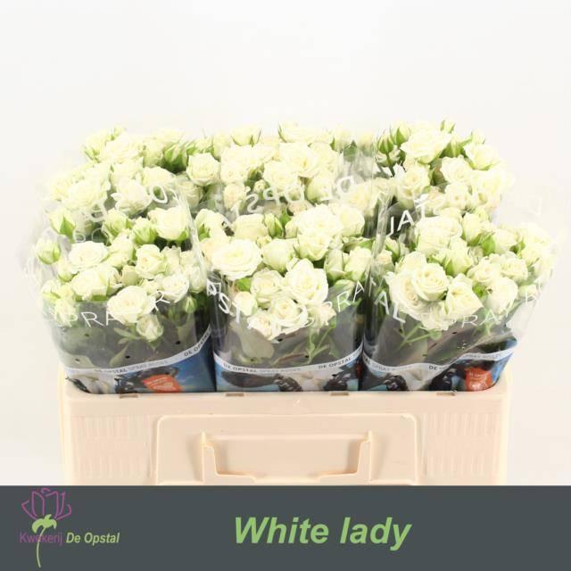 Срезанные цветы оптом Rosa spray white lady от 60шт из Голландии с доставкой по России