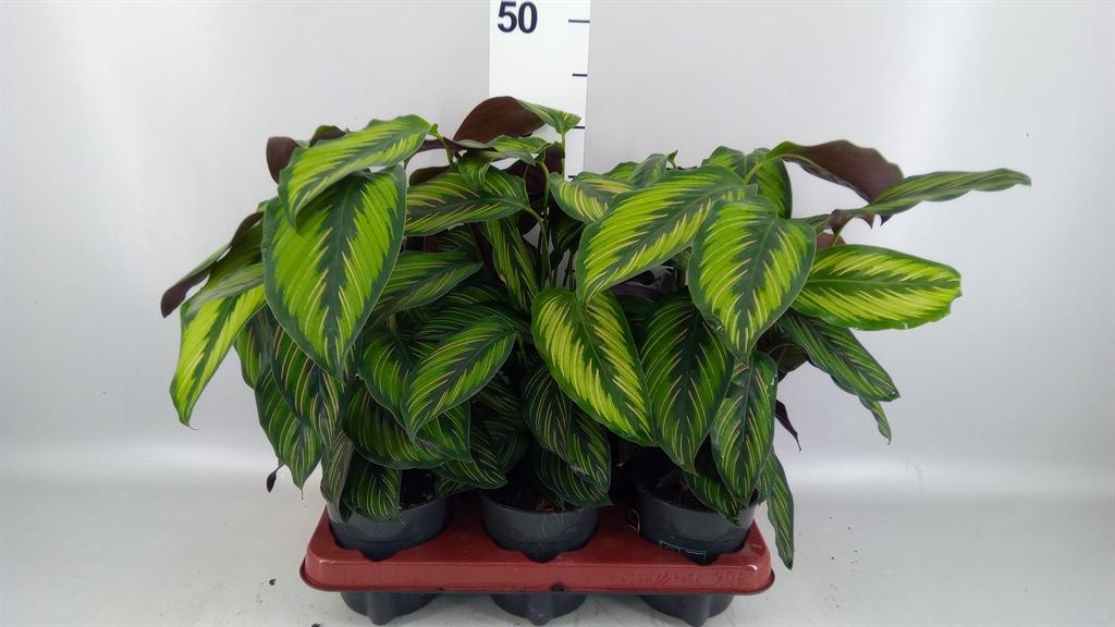 Горшечные цветы и растения оптом Calathea Helen Kennedy от 6шт из Голландии с доставкой по России