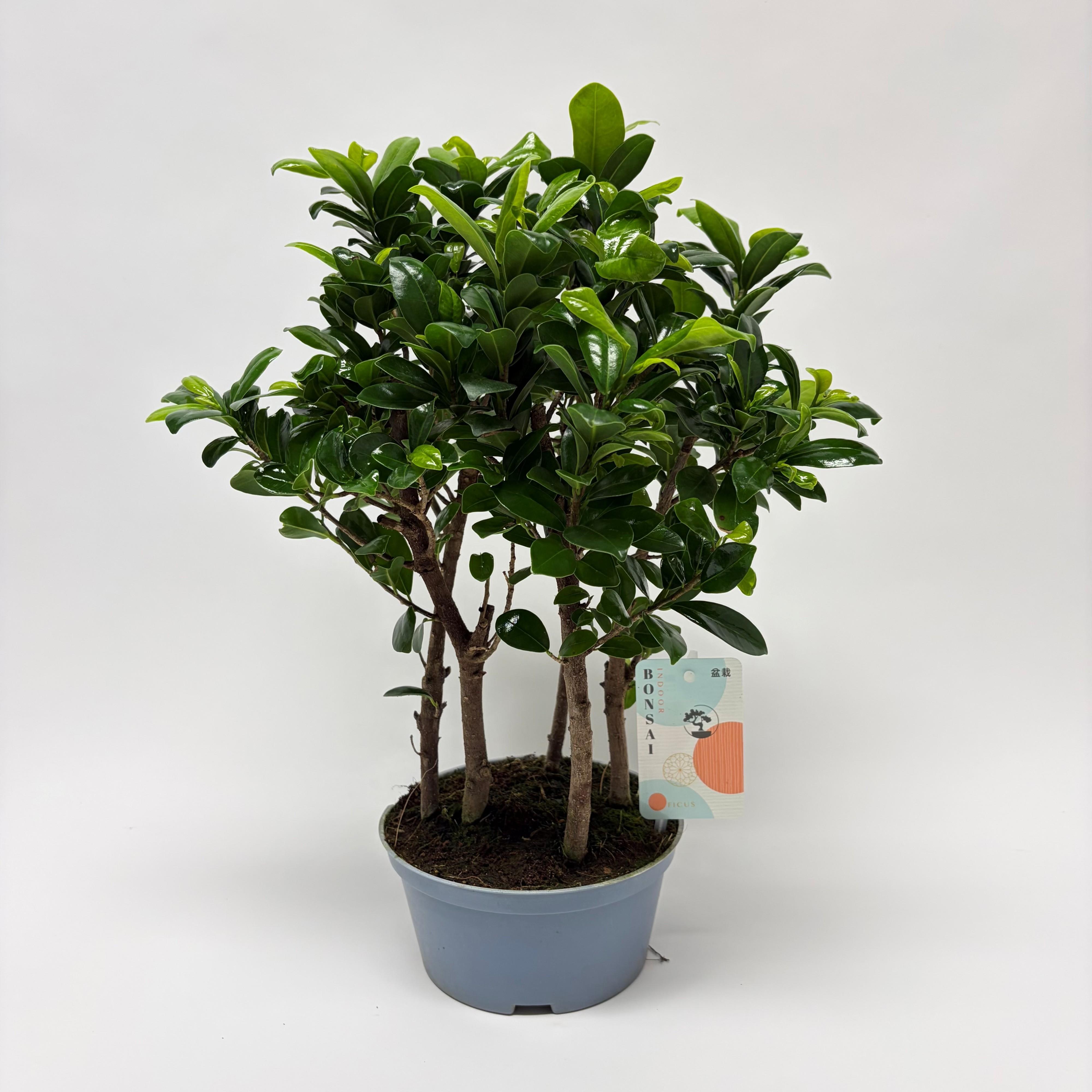 Горшечные цветы и растения оптом Ficus Microcarpa Forest Teeltpot 16 Cm от 4шт из Голландии с доставкой по России
