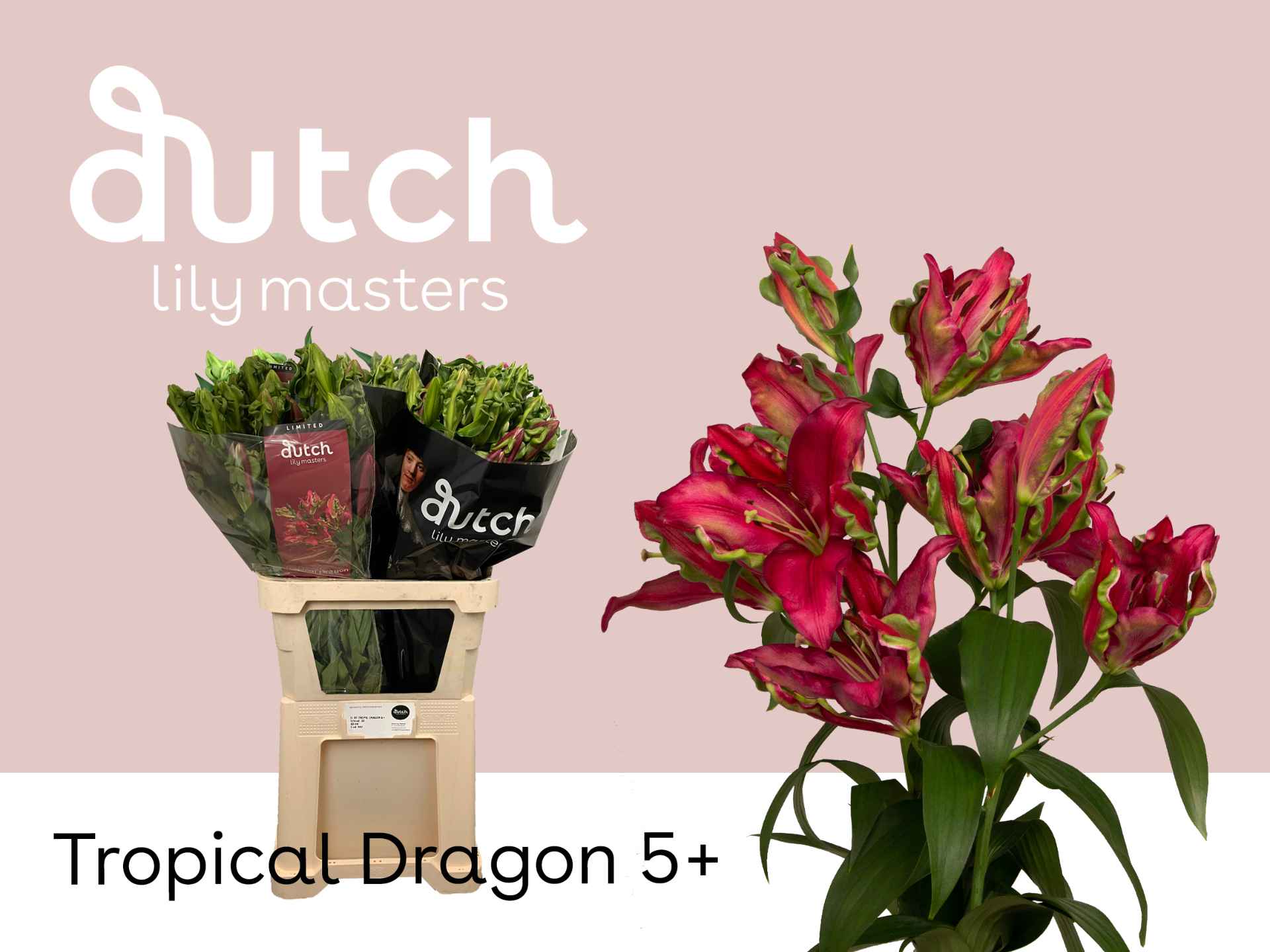 Срезанные цветы оптом Lilium or tropical dragon от 30шт из Голландии с доставкой по России