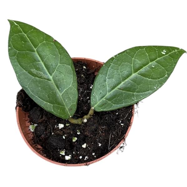 Горшечные цветы и растения оптом Hoya Verticillata Lampung от 1шт из Голландии с доставкой по России