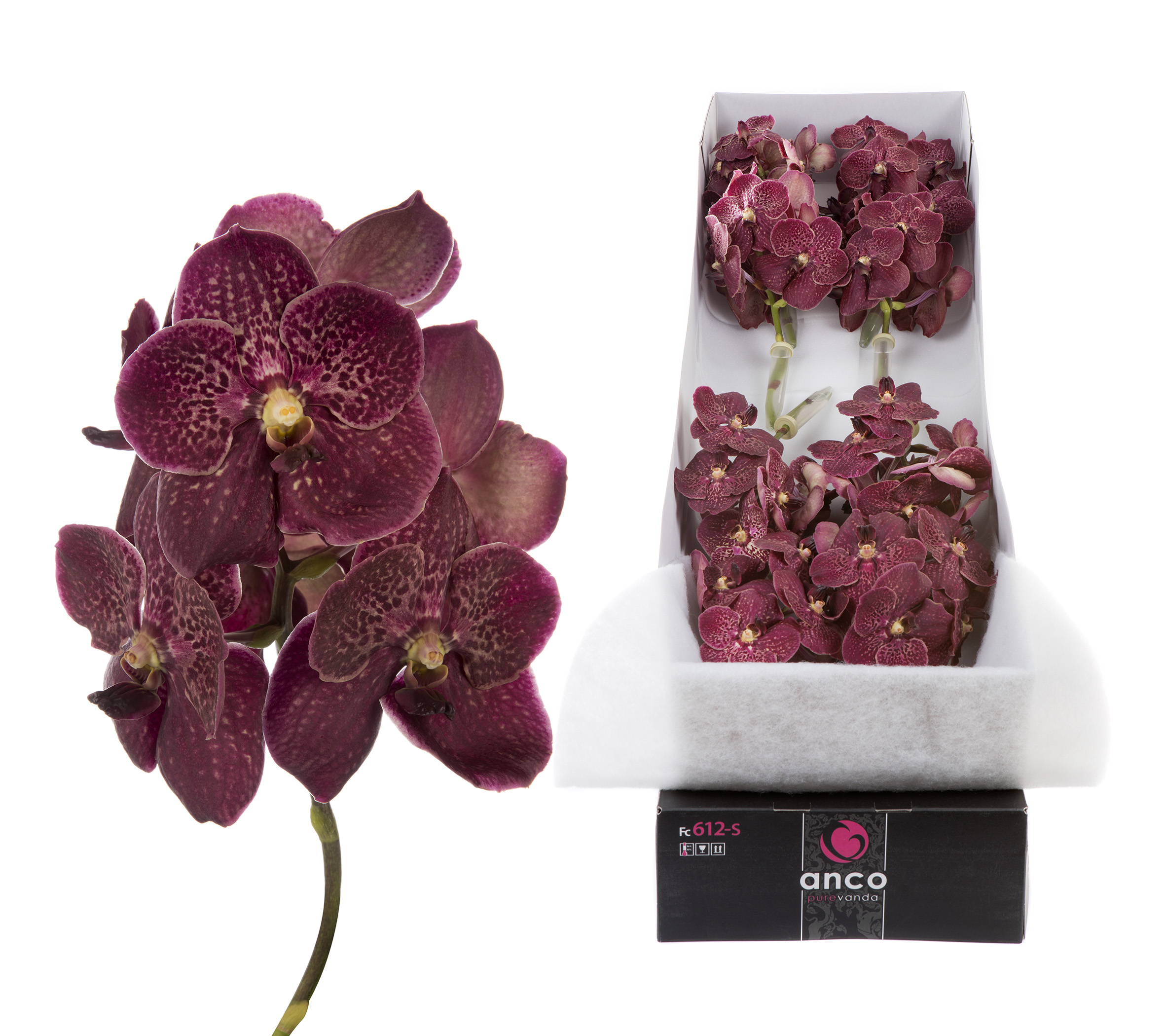 Срезанные цветы оптом Vanda sunanda chocolate red per stem от 8шт.. из Голландии с доставкой по России