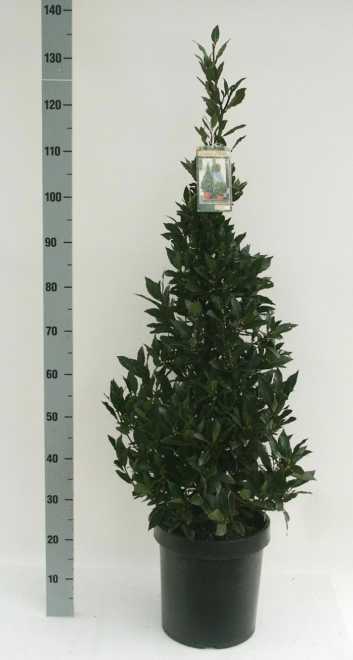 Горшечные цветы и растения оптом Lau Nobilis от 1шт из Голландии с доставкой по России