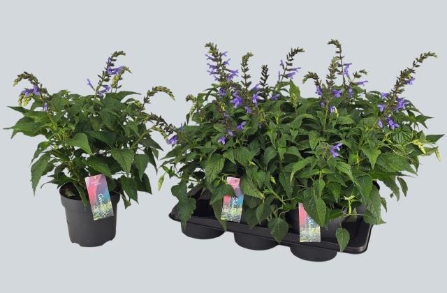Горшечные цветы и растения оптом Salvia Lake Como от 6шт из Голландии с доставкой по России