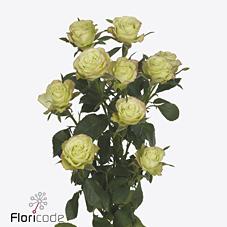 Срезанные цветы оптом Rosa spray limousine от 40шт из Голландии с доставкой по России