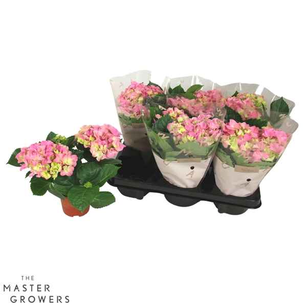 Горшечные цветы и растения оптом Hydrangea Ma Early Pink 2+ от 8шт из Голландии с доставкой по России