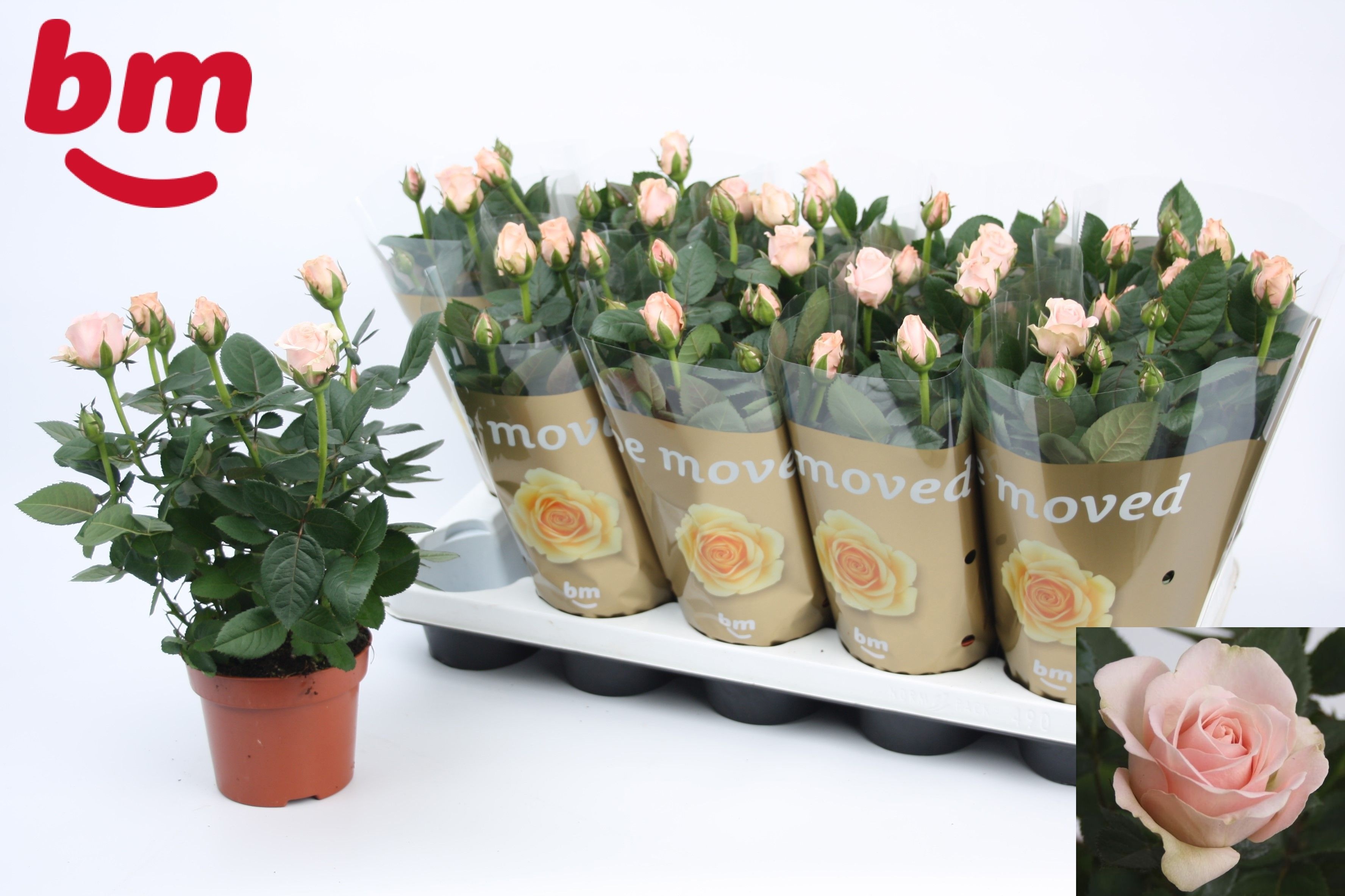 Горшечные цветы и растения оптом Ro L Pink B Monde от 10шт из Голландии с доставкой по России