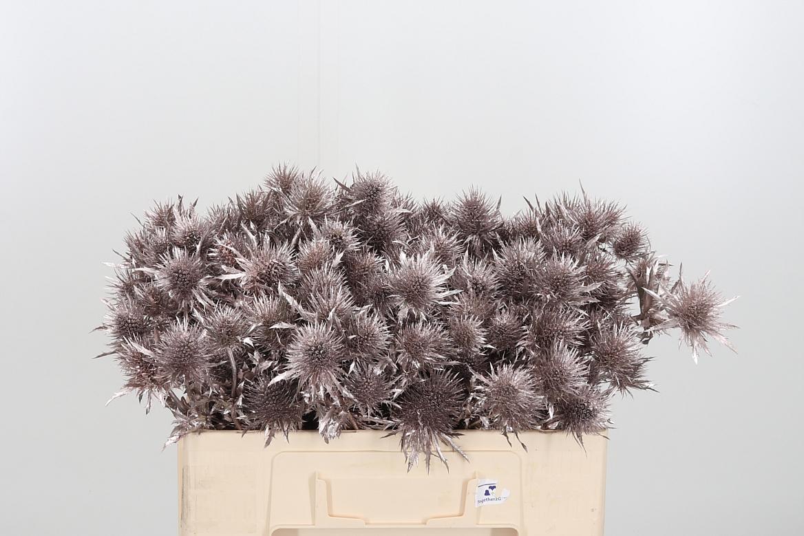Срезанные цветы оптом Eryngium supernova paint champagne от 40шт из Голландии с доставкой по России