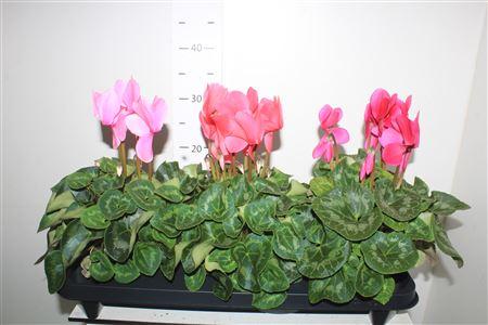 Горшечные цветы и растения оптом Cyclamen Grootbl. Gemengd от 3шт (для телеги) из Голландии с доставкой по России