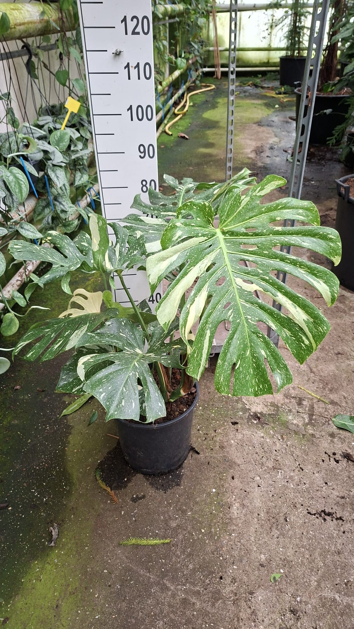 Горшечные цветы и растения оптом Monstera Del Thai Constellation от 1шт из Голландии с доставкой по России