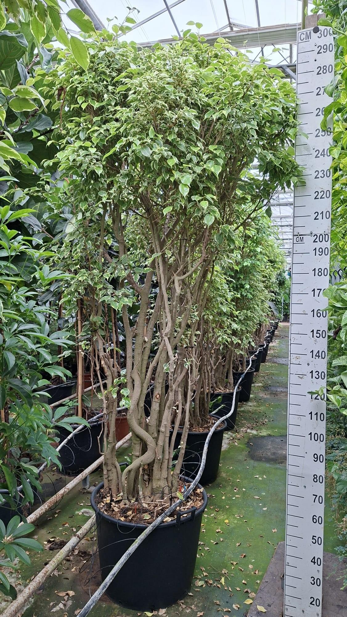 Горшечные цветы и растения оптом Ficus Benjamina Golden King Multistam от 1шт из Голландии с доставкой по России