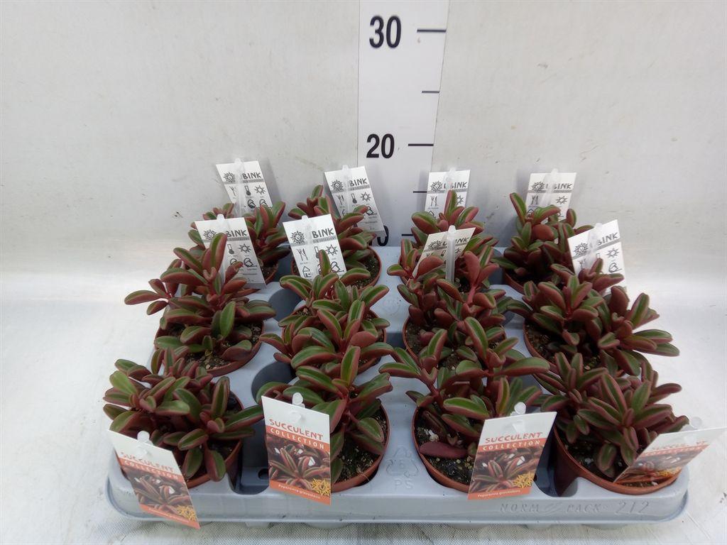 Горшечные цветы и растения оптом Peperomia Graveolens от 12шт (для телеги) из Голландии с доставкой по России