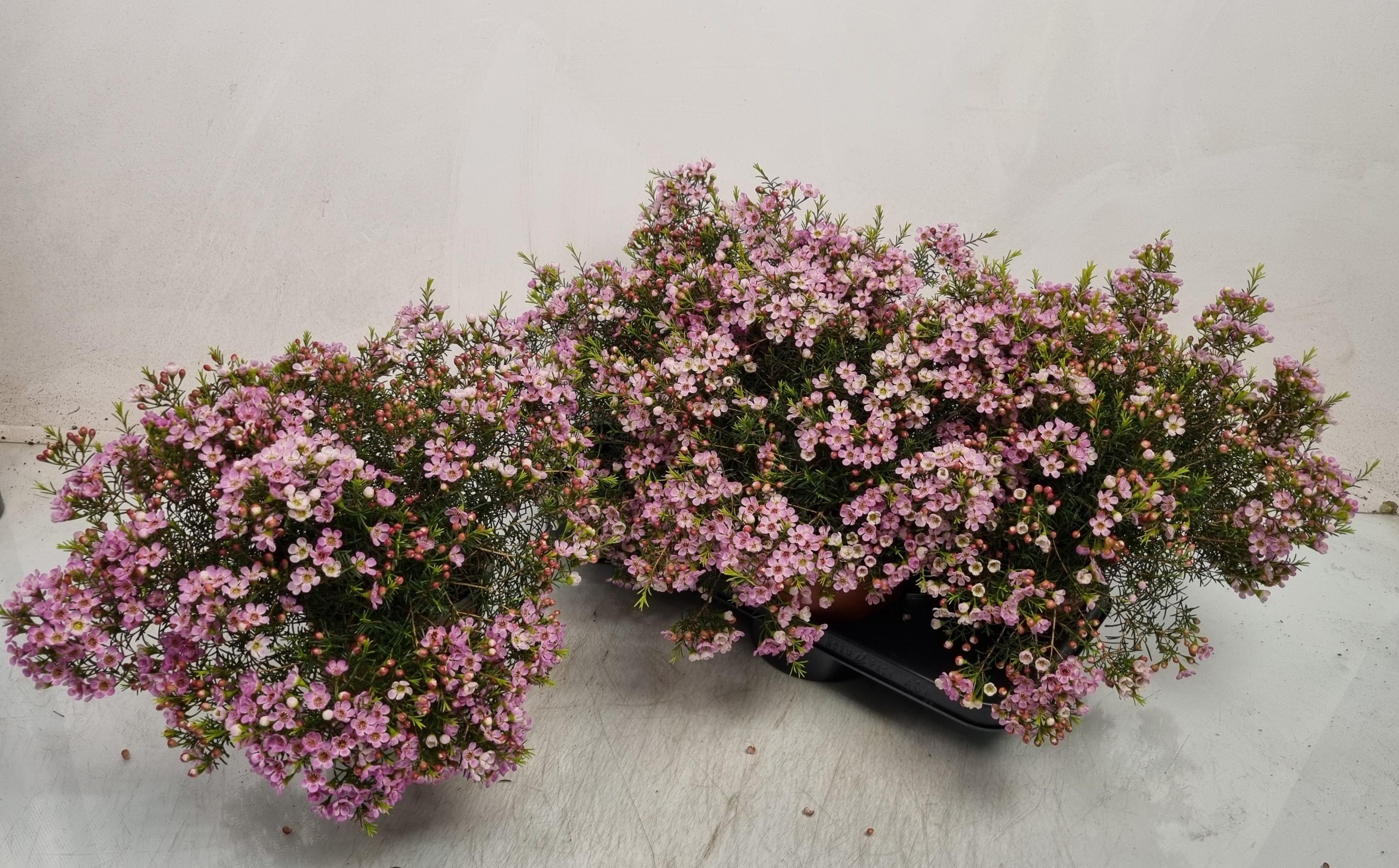 Горшечные цветы и растения оптом Chamel U Ov от 4шт из Голландии с доставкой по России