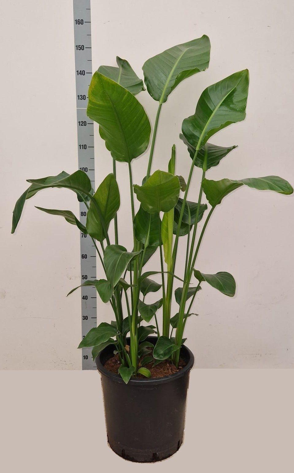 Горшечные цветы и растения оптом Strelitzia Nicolai от 1шт из Голландии с доставкой по России