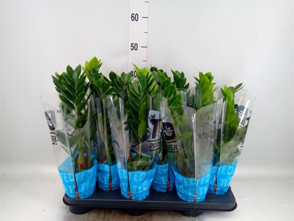 Горшечные цветы и растения оптом Zamioculcas Zamiifolia от 12шт из Голландии с доставкой по России