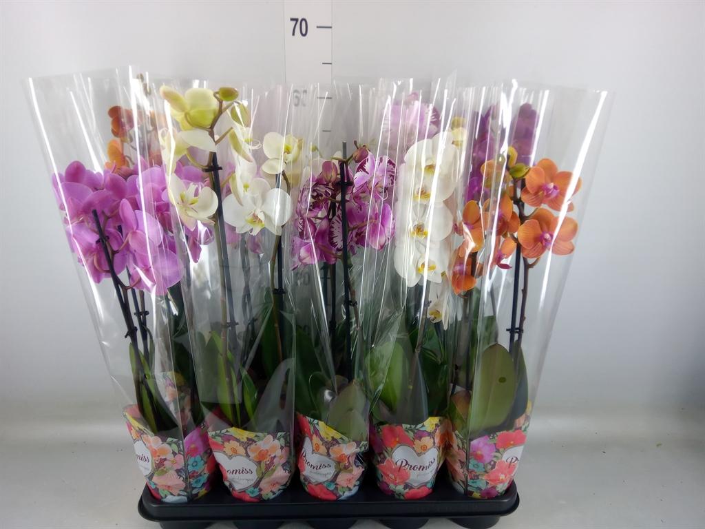 Горшечные цветы и растения оптом Phalaenopsis   ... от 10шт' из Голландии с доставкой по России