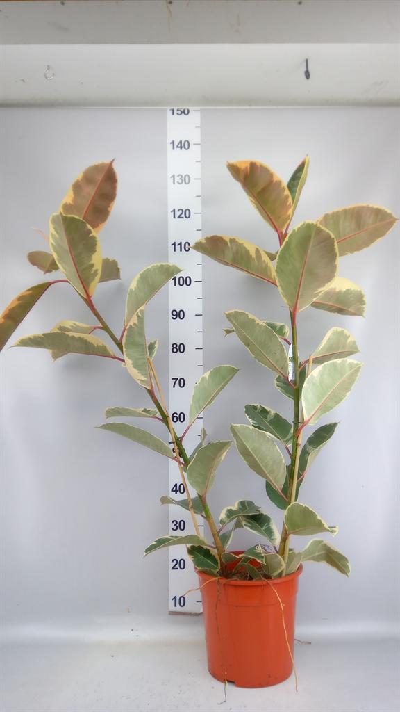 Горшечные цветы и растения оптом Ficus Elastica tineke от 1шт из Голландии с доставкой по России