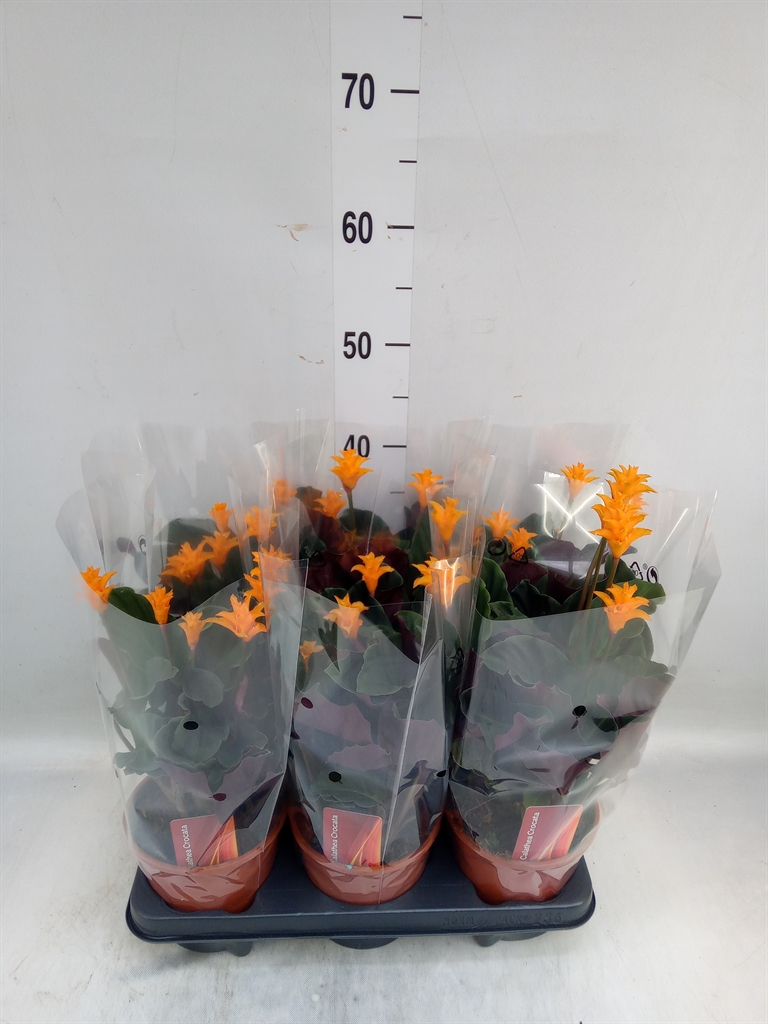 Горшечные цветы и растения оптом Calathea Crocata от 6шт из Голландии с доставкой по России