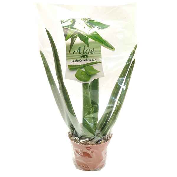 Горшечные цветы и растения оптом Aloe Vera In Transparent Bag от 8шт из Голландии с доставкой по России
