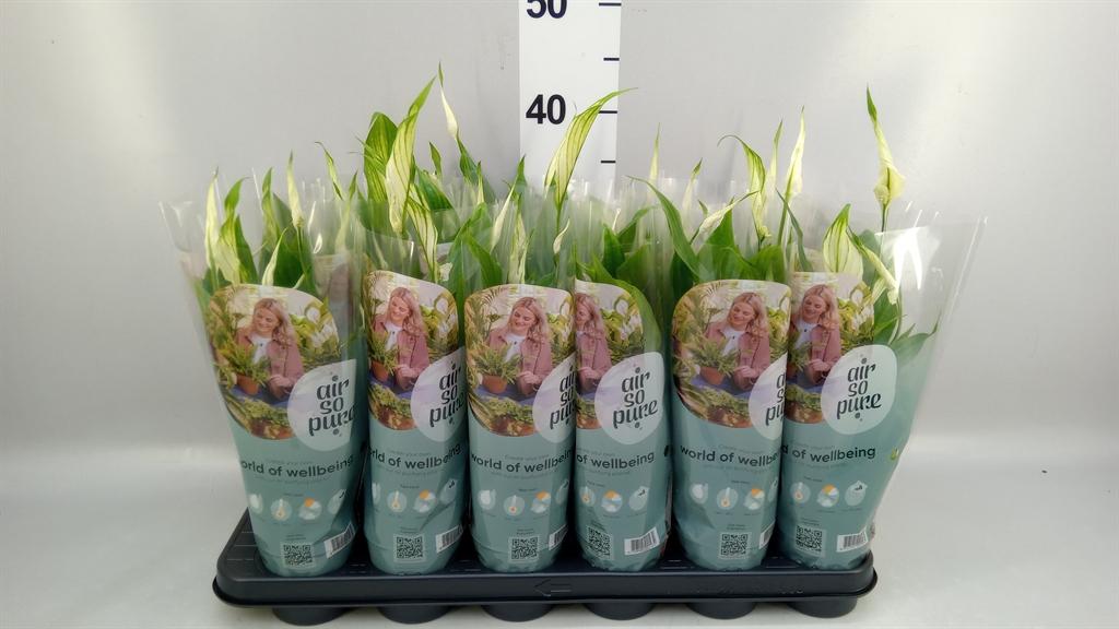 Горшечные цветы и растения оптом Spathiphyllum pearl Cupido от 18шт (для телеги) из Голландии с доставкой по России