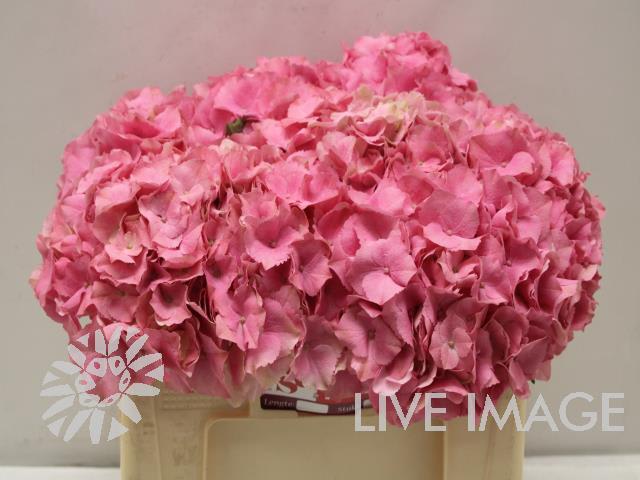 Срезанные цветы оптом Hydrangea royal palace от 10шт из Голландии с доставкой по России