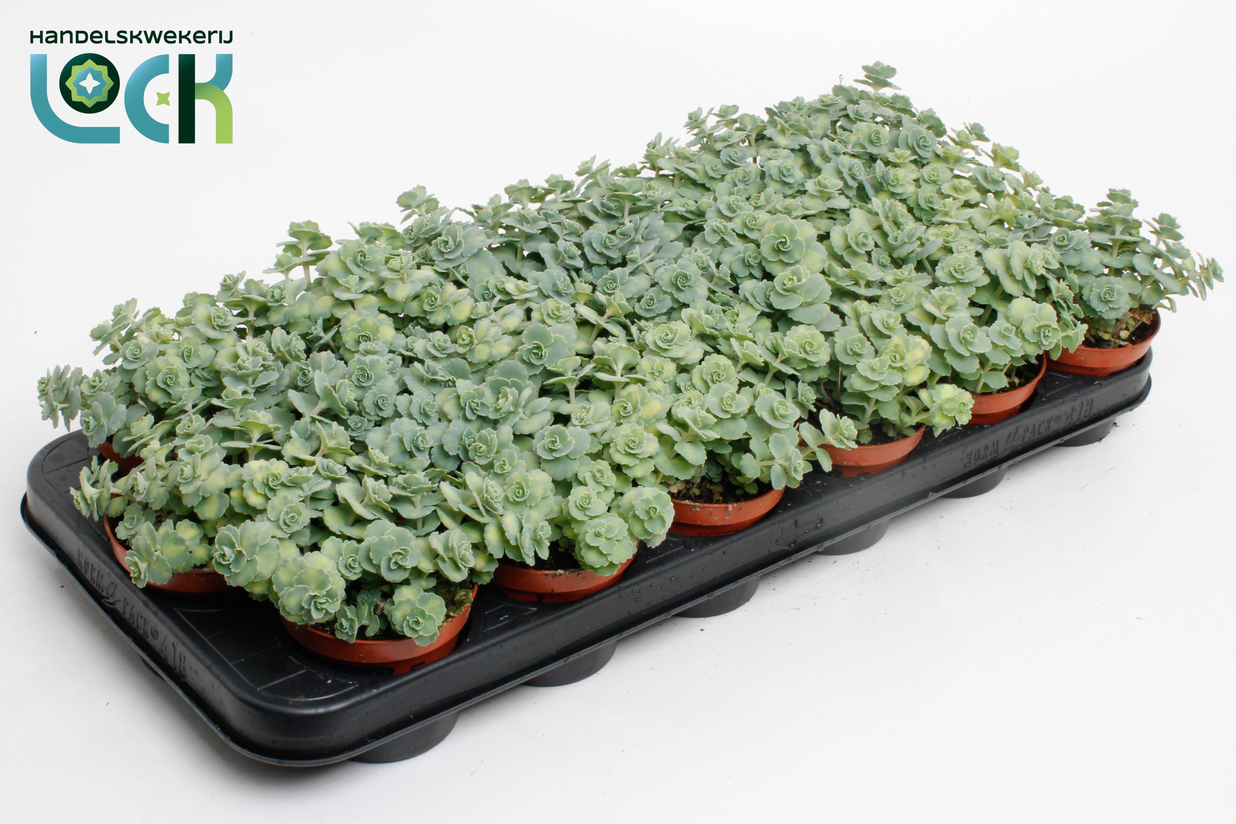 Горшечные цветы и растения оптом Sedum Sieboldii от 12шт (для телеги) из Голландии с доставкой по России