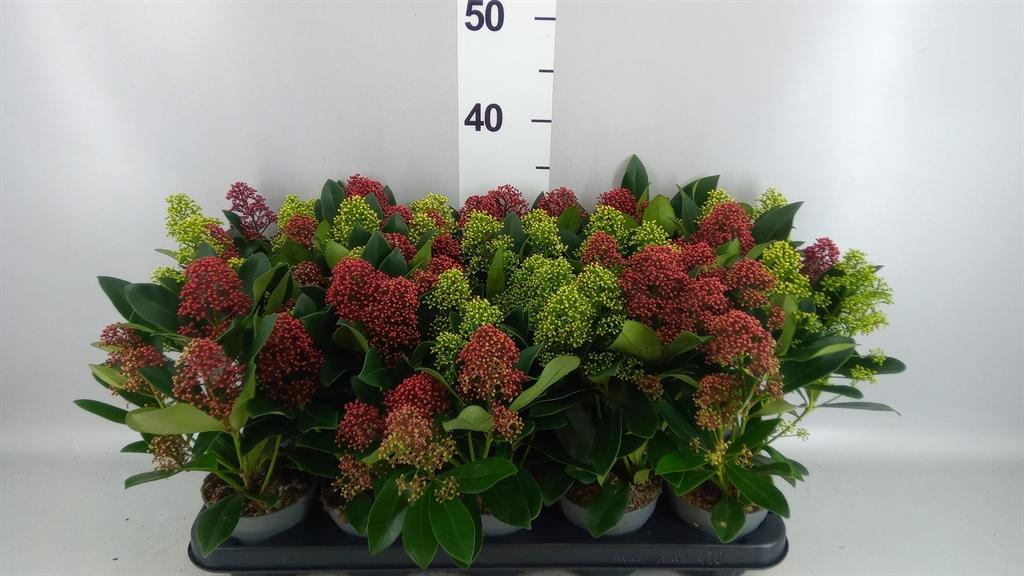 Горшечные цветы и растения оптом Skimmia ... от 10шт из Голландии с доставкой по России