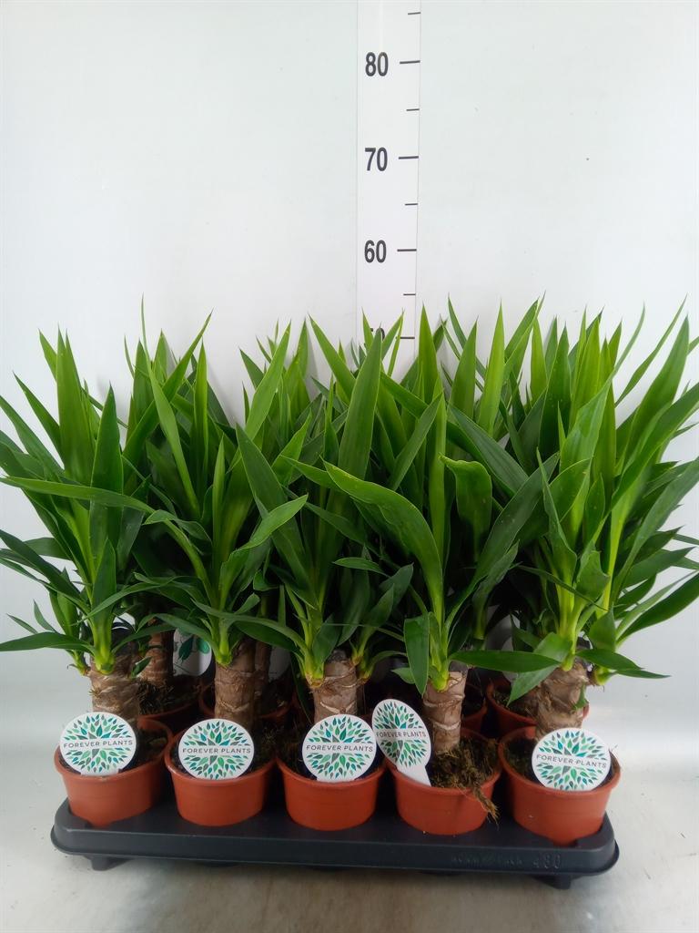 Горшечные цветы и растения оптом Yucca   ... от 10шт из Голландии с доставкой по России