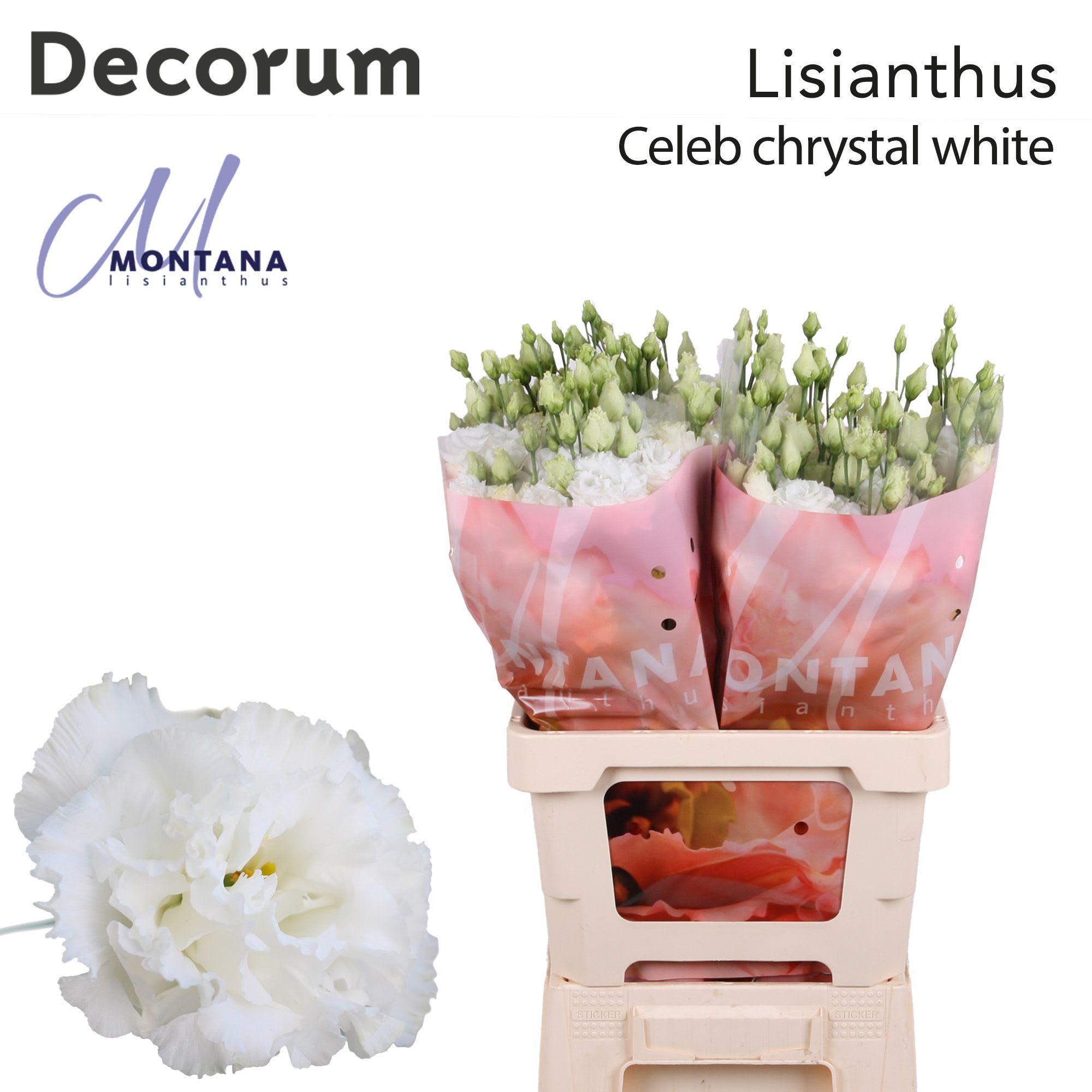 Срезанные цветы оптом Lisianthus do celeb chrystal от 20шт из Голландии с доставкой по России