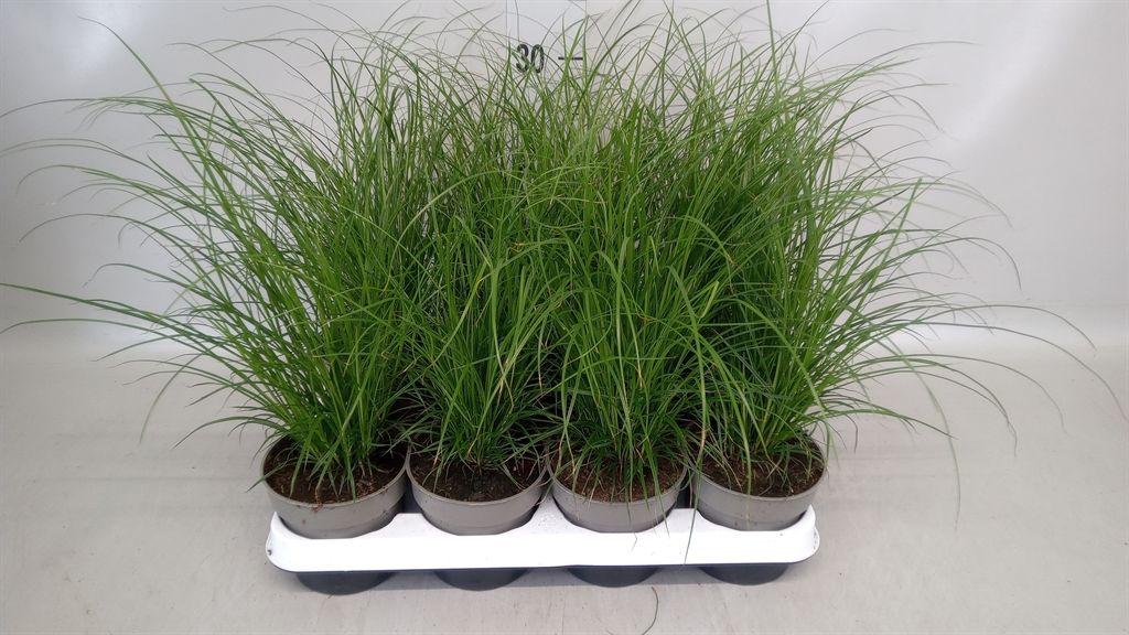 Горшечные цветы и растения оптом Carex Brunnea от 8шт из Голландии с доставкой по России