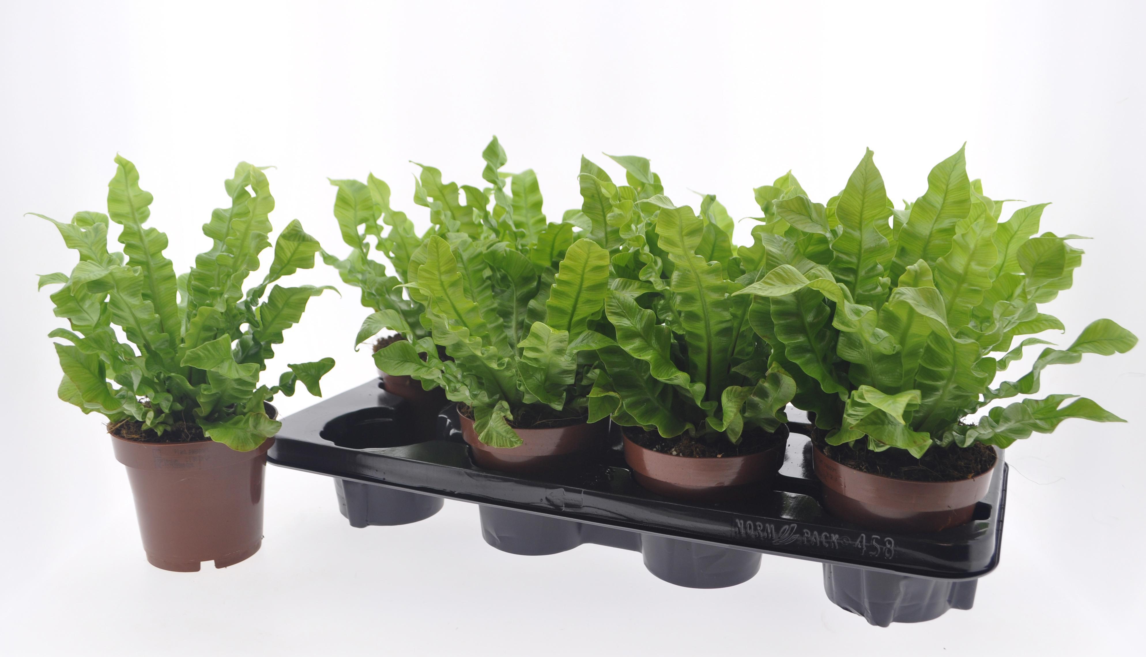 Горшечные цветы и растения оптом Asple Ni Crispy Wave от 8шт из Голландии с доставкой по России