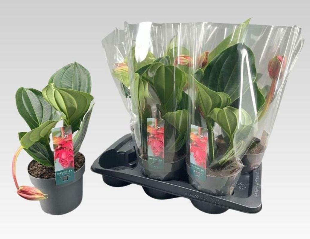 Горшечные цветы и растения оптом Medin Mag Flamenco от 6шт из Голландии с доставкой по России