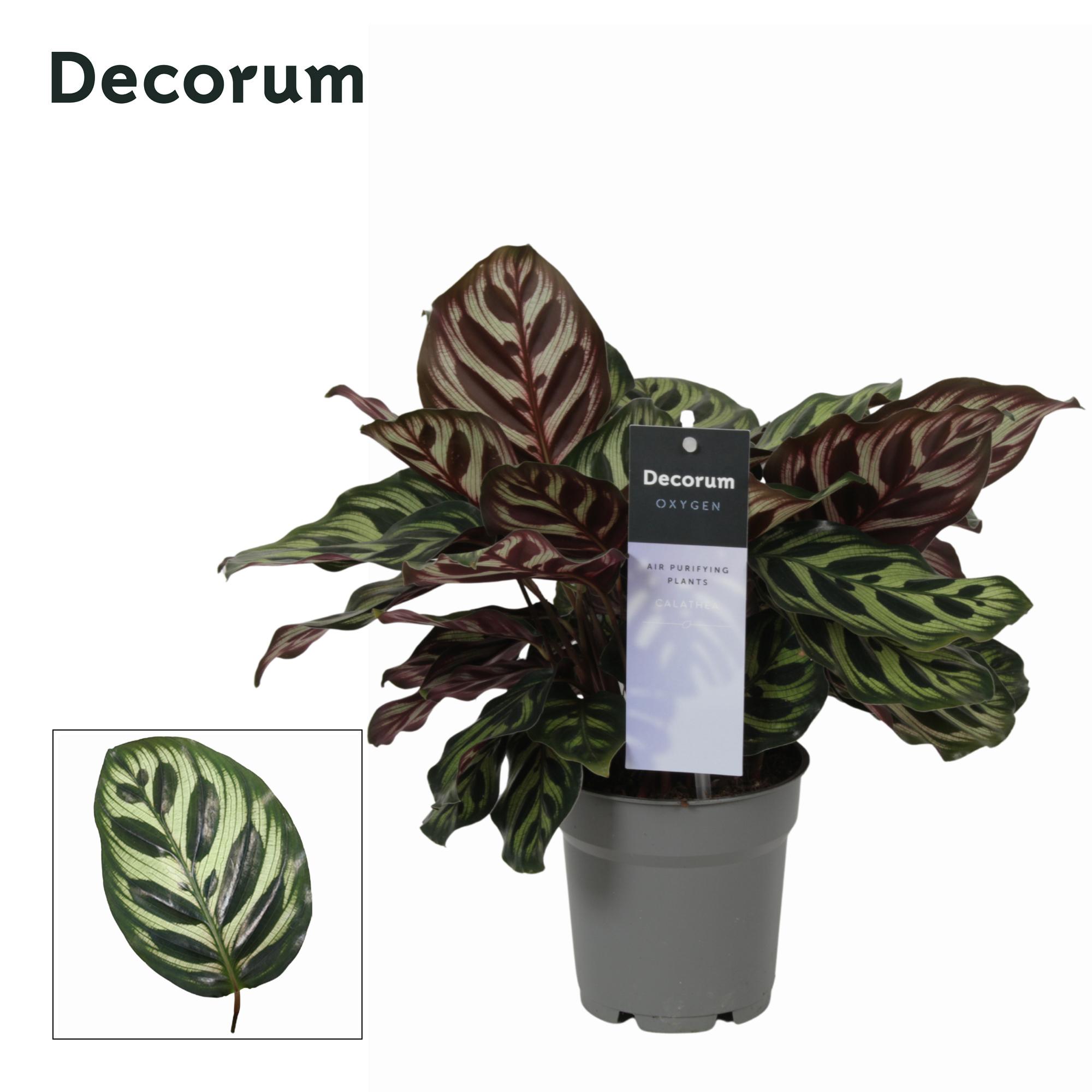Горшечные цветы и растения оптом Calathea Makoyana (decorum) от 6шт из Голландии с доставкой по России