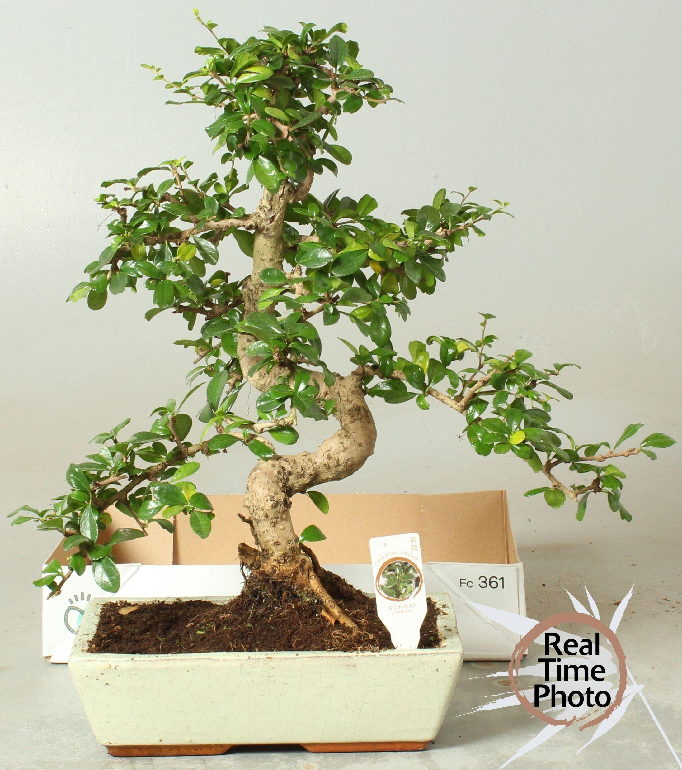 Горшечные цветы и растения оптом Bonsai Gem от 1шт из Голландии с доставкой по России