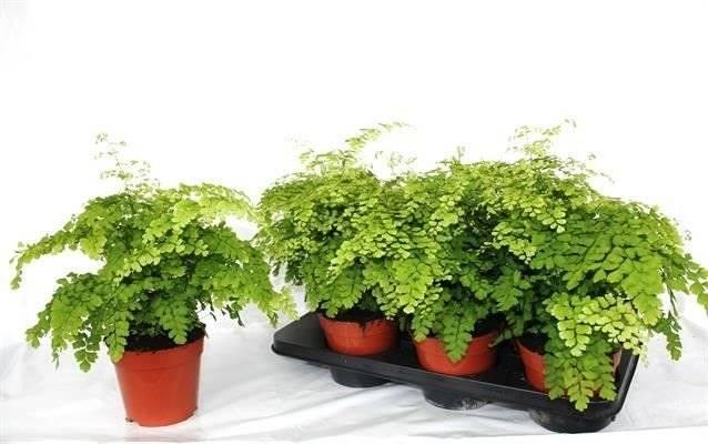Горшечные цветы и растения оптом Adiantum Rad Fragrans от 6шт из Голландии с доставкой по России