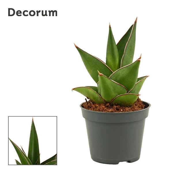 Горшечные цветы и растения оптом Sansevieria Abbey Crown (decorum) от 14шт (для телеги) из Голландии с доставкой по России